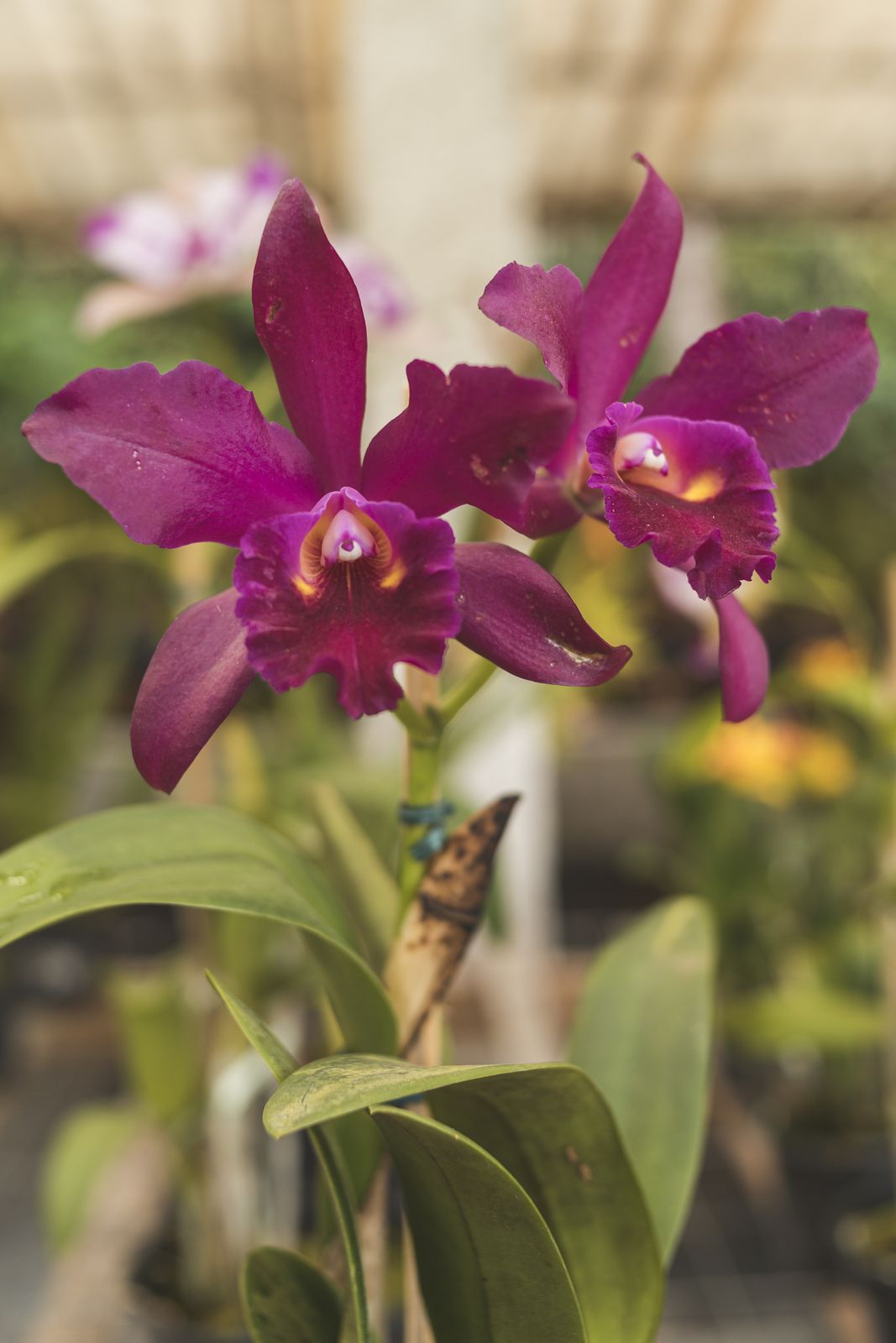 Orquídea Cattleya magenta em flor na Fazenda dos Cordeiros