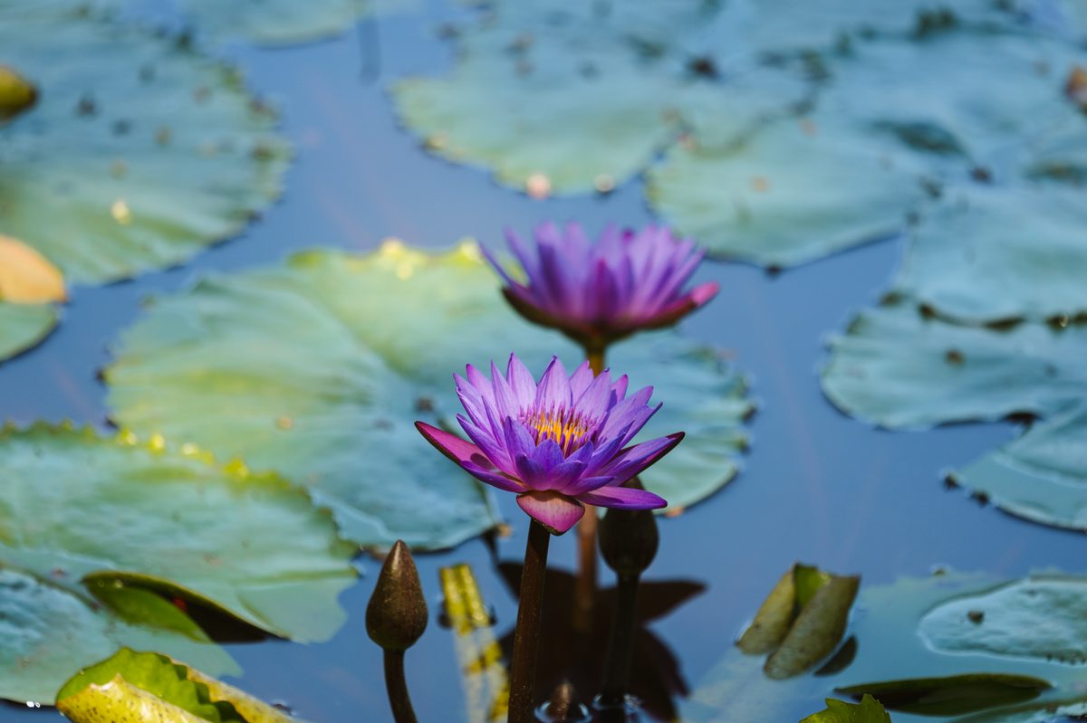 Nenúfares roxos em flor no lago da Fazenda dos Cordeiros