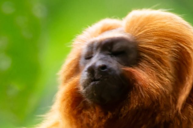 Mico-leão-dourado de perto, entre a folhagem da Mata Atlântica da fazenda