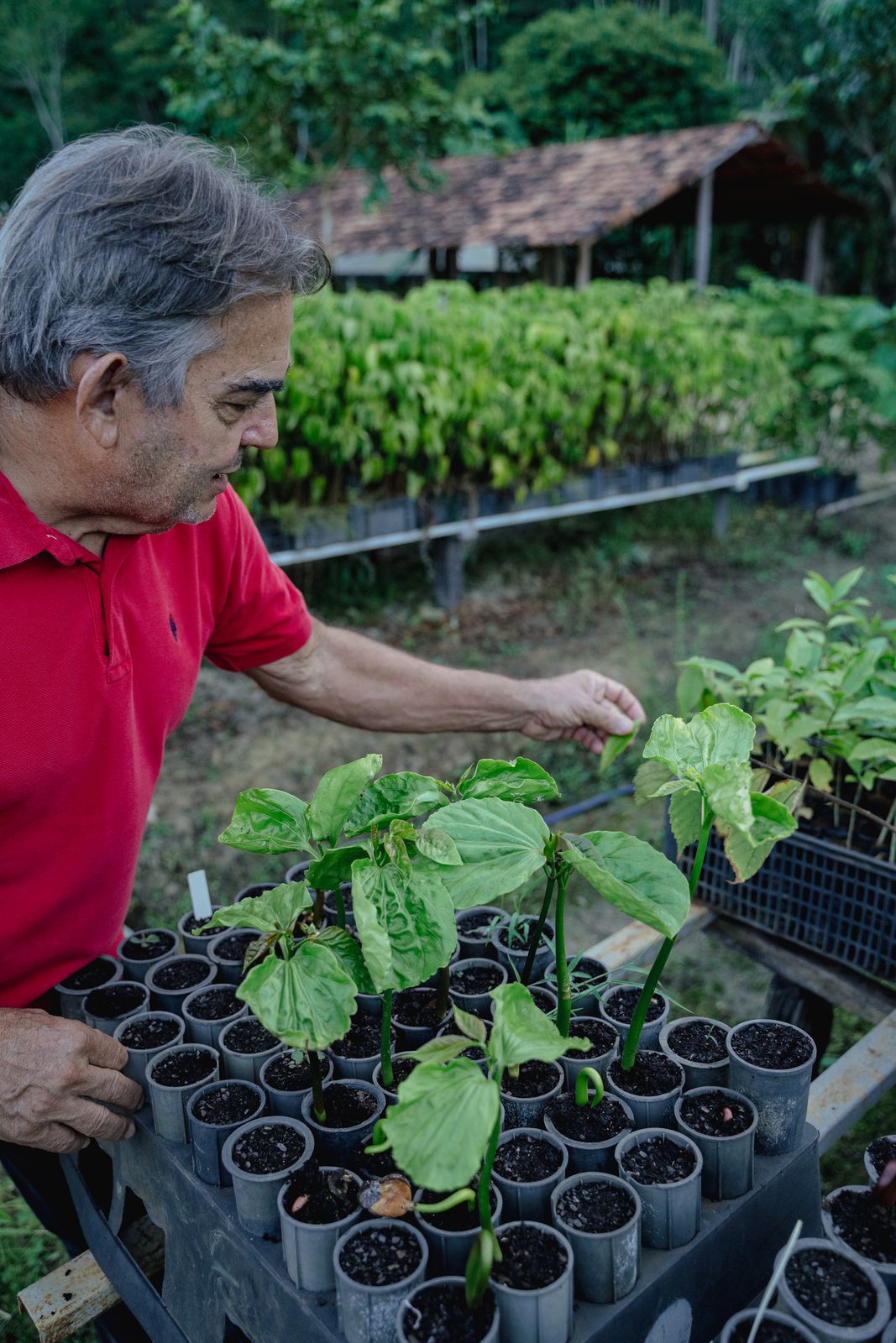 Viveiro de mudas nativas da Mata Atlântica na fazenda