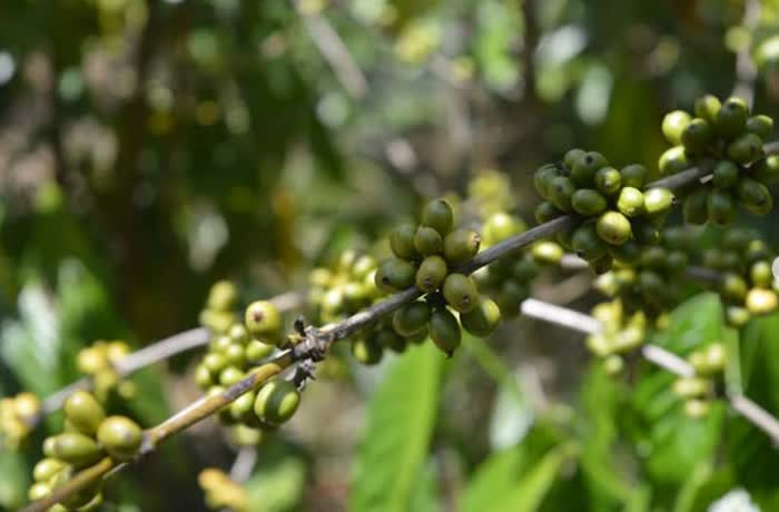 Grãos de café ainda verdes no pé, no cafezal da fazenda