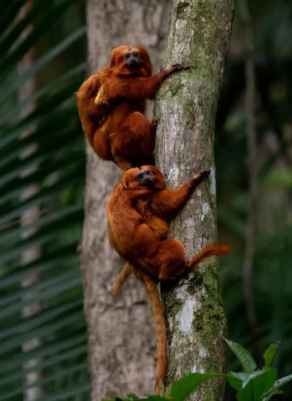 Casal de micos-leões-dourados subindo o tronco de uma árvore na fazenda