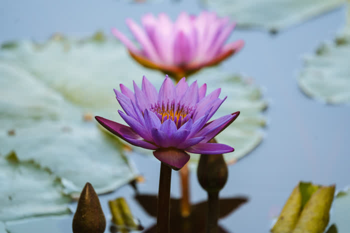 Nenúfar roxo em flor sobre o lago da fazenda
