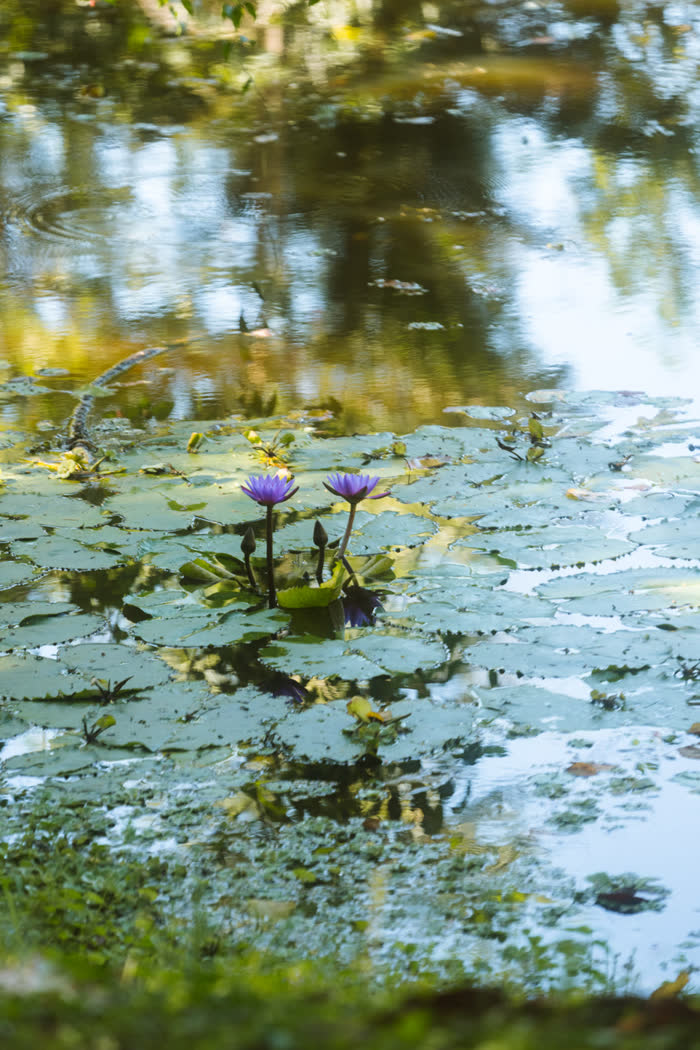 Nenúfares roxos florescendo no lago da fazenda, entre as folhas e o reflexo da mata