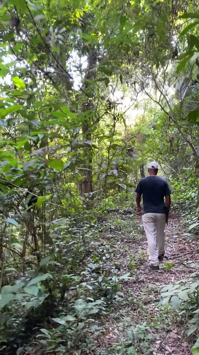 Trilha de terra subindo por dentro da mata fechada da fazenda, com a luz filtrada pelas copas