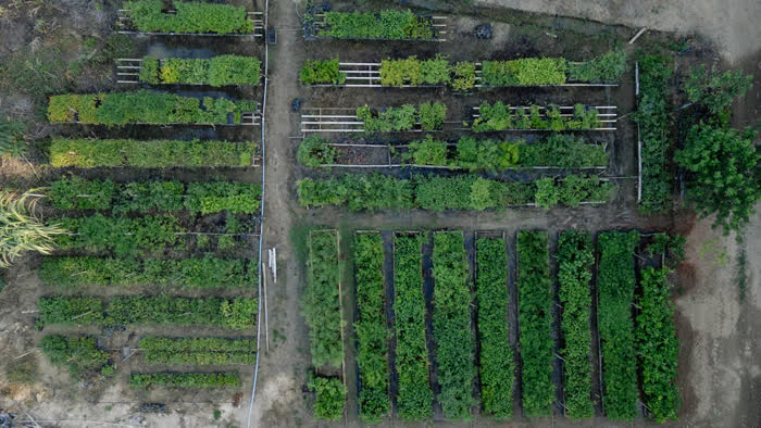 Vista aérea do viveiro de mudas nativas da fazenda, em fileiras verdes
